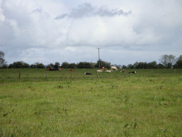 cowsonfarm.gif